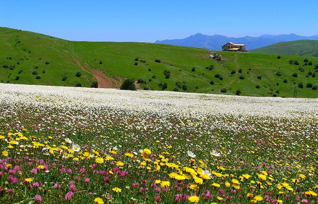 مکان های دیدنی اردبیل - جنگل فندقلو