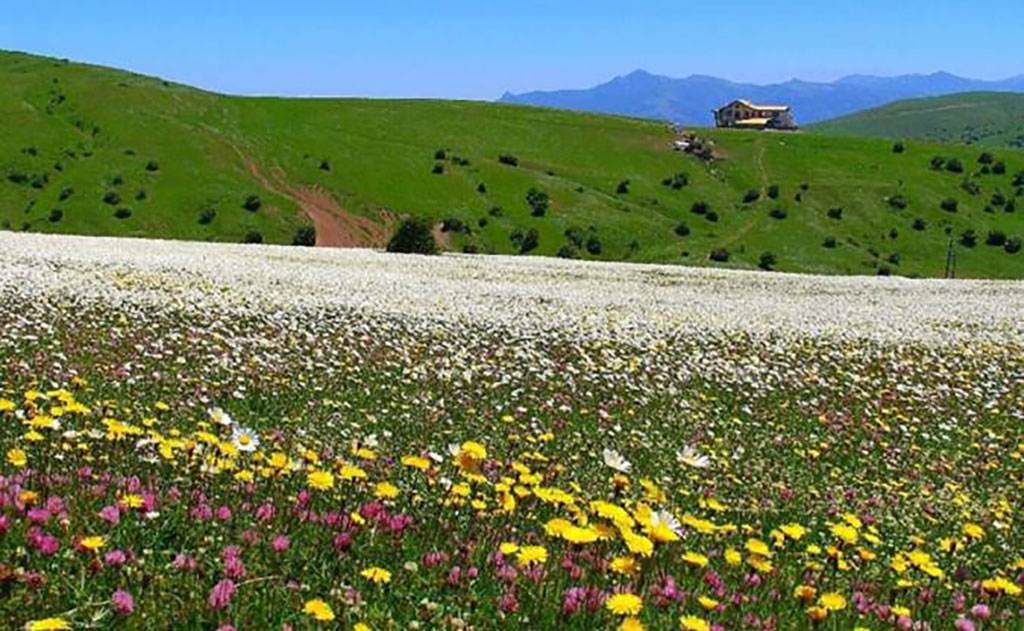 جنگل فندقلو یکی از بهترین جاذبه های طبیعی اردبیل