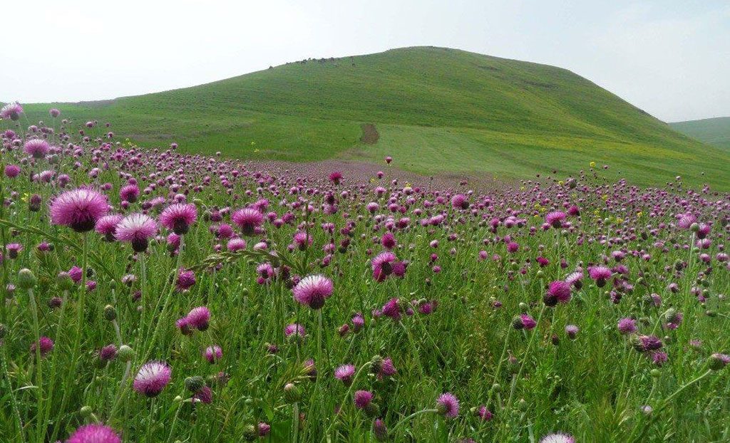 سفر به اردبیل - دشت مغان