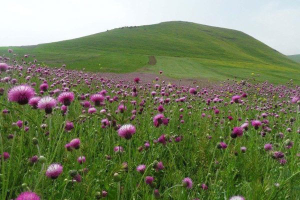 سفر به اردبیل - دشت مغان