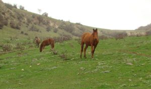 جاهای دیدنی گلستان